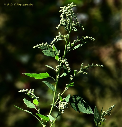 {Chenopodium album}
